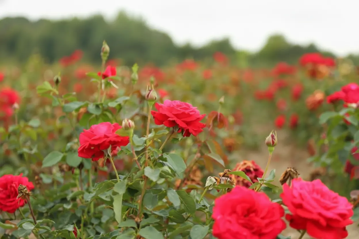 Quraysh Agro Farms - Organic Rose Cultivation in Tibba Sultan Pur