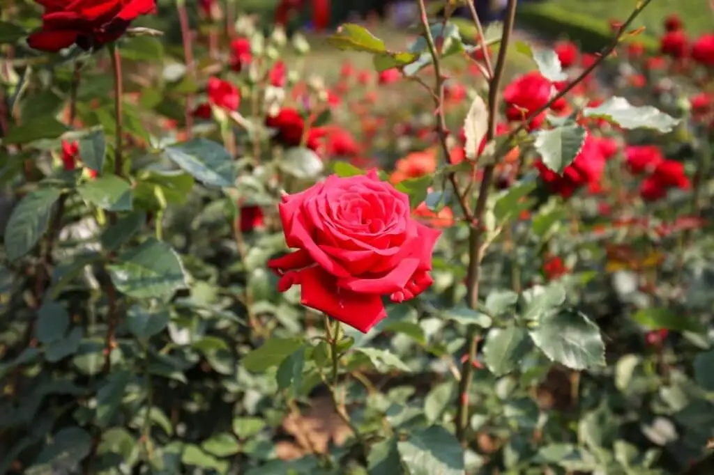 Organic Rose Cultivation Farm