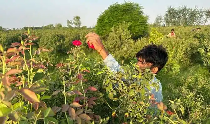 Harvesting Premium Dried Rose Petals