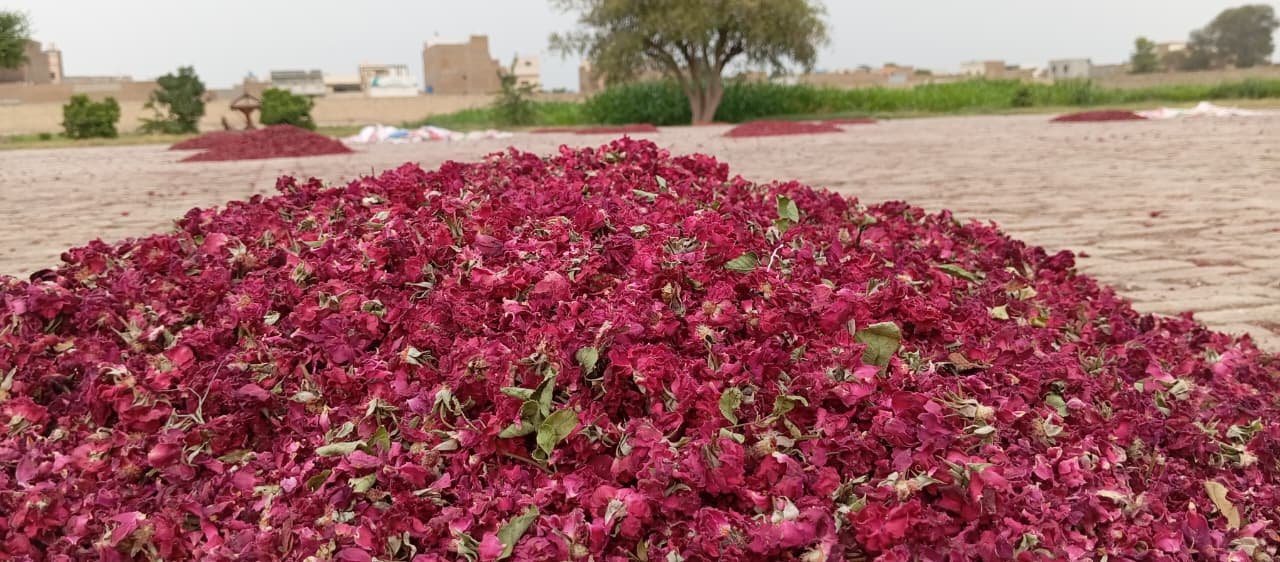 Quraysh Agro Farms Global Export Network - Pakistan's Leading Agricultural Products Exporter
