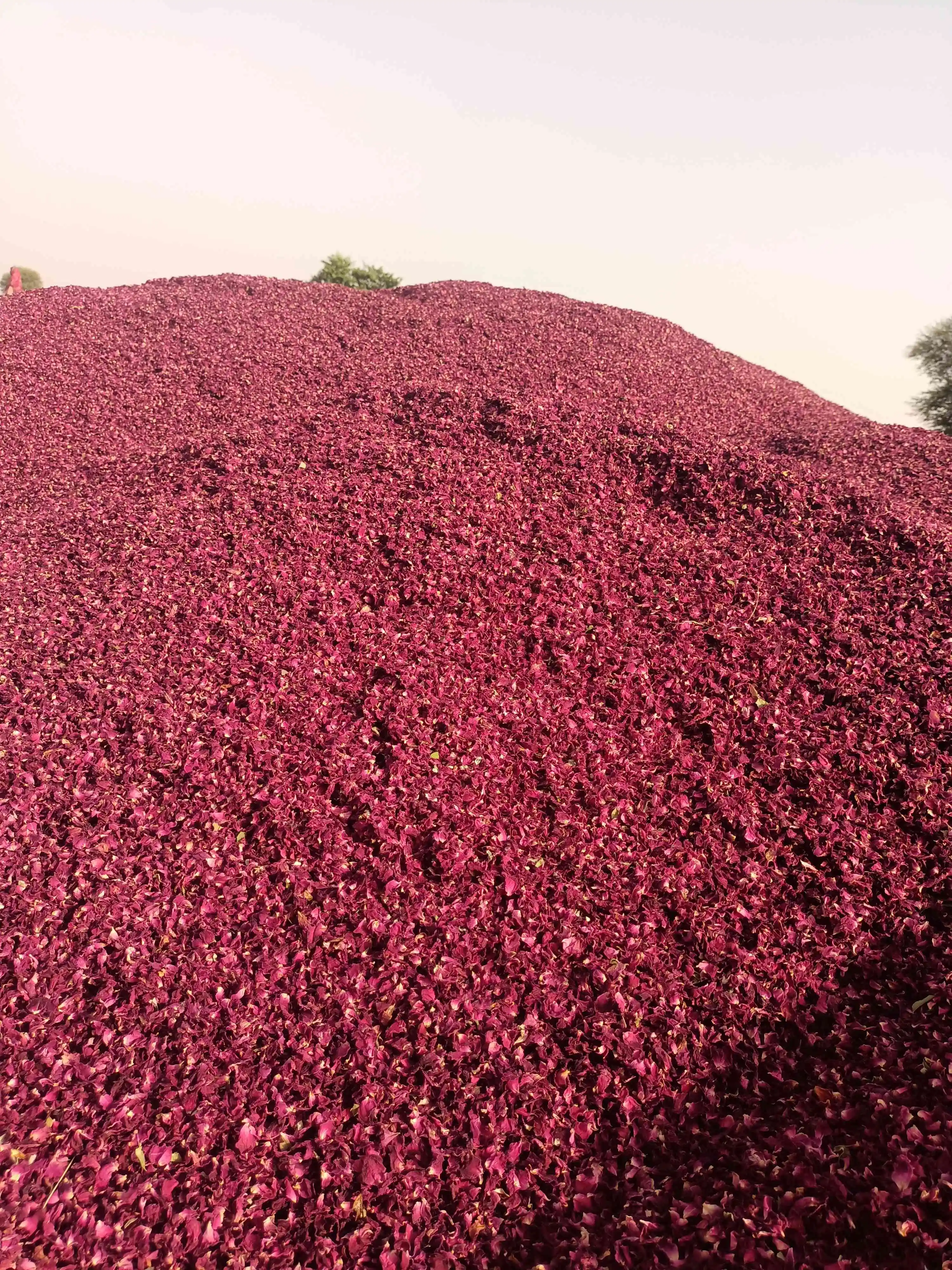 Dried Patels